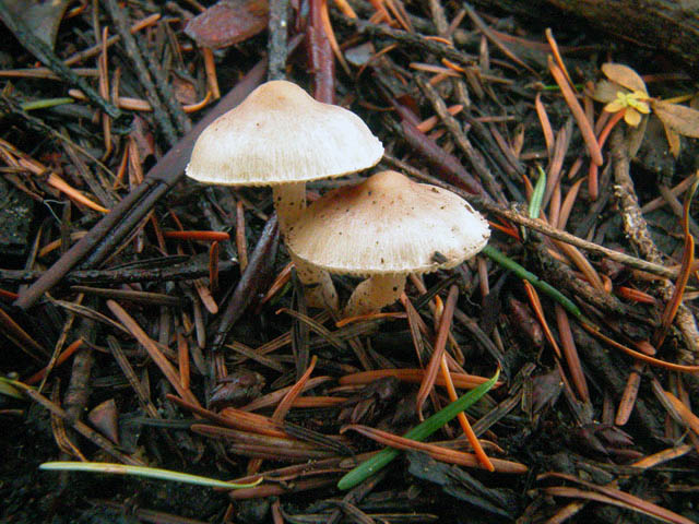 Inocybe pudica